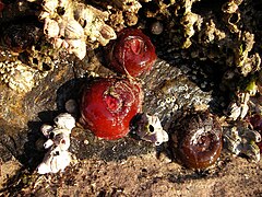 Dúas anemones vermellas e unha marrón acompañadas de arneiróns