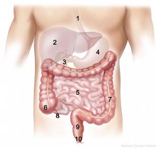 digestive tract