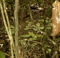 Display-court of a Tooth-billed Catbird.