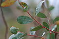 Eucalyptus camphora