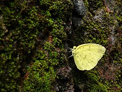 Eurema blanda (Three-Spot Grass Yellow)