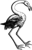 Phoenicopterus roseus a l'obra Historia Animalium de Conrad Gessner (1553)