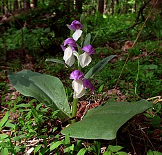 Galearis spectabilis