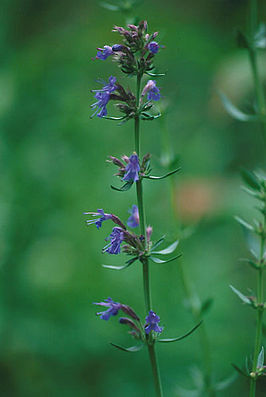 Hyssop