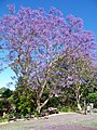 Brisbane, Australia is noted for its jacarandas which are common in public areas, parks and suburban backyards.