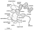 Thumbnail for File:Lymnaea meridensis reproductive system.png