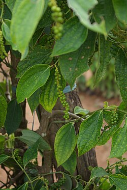 Ryytipippuri eli pippuri (Piper nigrum)