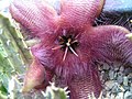 Stapelia nobilis