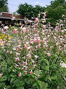 Salvia coccinea