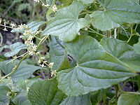 Bloeiende plant met mannelijke bloemen