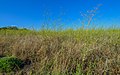 * Nomination: Theba pisana on Foeniculum vulgare, Montbazin, France --Christian Ferrer 07:11, 18 August 2013 (UTC) * * Review needed