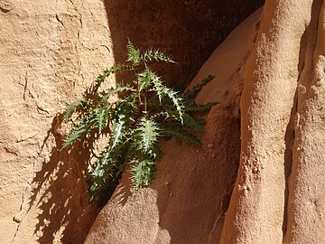 Thistle, Wadi Rum