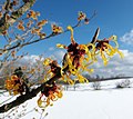 Welche Hamamelis ist das?