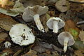 Erdblättriger Risspilz Inocybe geophylla