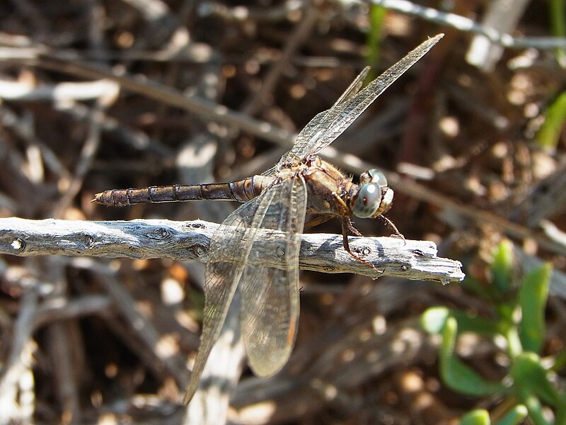 File:Orthetrum coerulescens CBMen 2.jpg