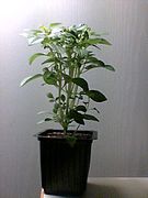 Basil sprout.jpg