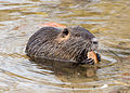 * Nomination Coypu (Myocastor coypus), nature reserve Moenchbruch, Hesse, Germany. --NorbertNagel 13:26, 24 December 2013 (UTC) * Promotion  Support Good quality--Lmbuga 22:17, 25 December 2013 (UTC) ...and very nice--Lmbuga 22:18, 25 December 2013 (UTC)