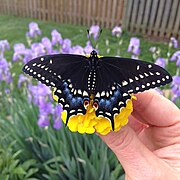 Black Swallowtail butterfly.jpg