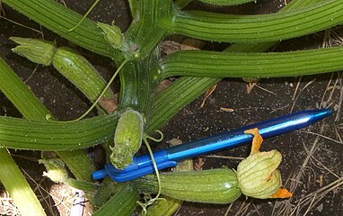 2014, Cucurbita pepo "zapallito alargado de Génova" 'Zucchini Grey' (vendedor Florensa[cita 46]​, paquete de semillas de 4 g).