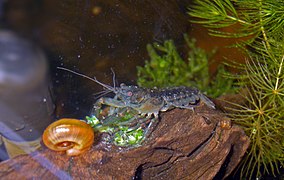 Adult male of Mexican dwarf crayfish, Cambarellus patzcuarensis. The body is only about 3.5 centimetres long (approximately 1.38 inches). This one seems to be chatting with one of my Great ramshorn snails.