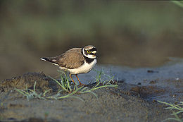 Upinis kirlikas (Charadrius dubius)