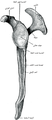 عظم الكتف الأيسر. عرض وحشي. شوكة لوح الكتف أعلى اليمين.
