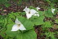 Trillium simile