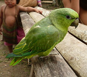 Curica-verde numa tribo indígena no Peru.