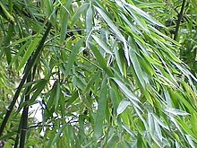 Bambusen Phyllostachys aurea