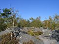 Forest of Fontainebleau