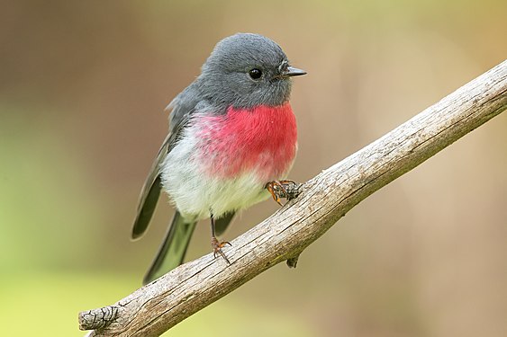 Rose robin (created and nominated by JJ Harrison)