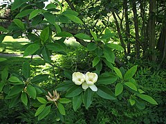 Sweetbay Magnolia Magnolia virginiana Branches 2816px.jpg