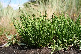 Salicornia_europaea