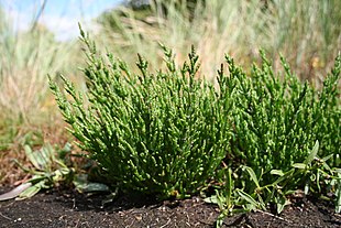 Kveller (Salicornia europaea)