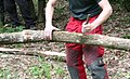 Eliminación de la corteza de las ramas de roble.