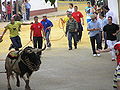 Toro "ensogao" en las Fiestas de San Marcos