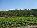 Vignes et forêt à Cancelos de Baixo