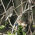 feeding a juvenile of Wahlberg's Honeyguide (Prodotiscus regulus)