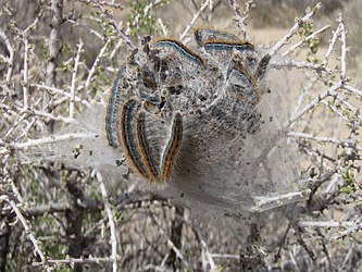 Western tent caterpillars