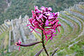 Epidendrum secundum, commonly called "Wiñay Wayna", in front of the ruins