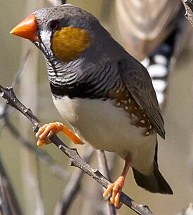 Зебровая амадина (Taeniopygia guttata)