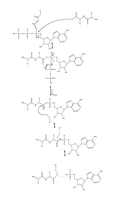 Figure 4. Full mechanism for adenylation of ubiquitin and subsequent ubiquitin binding to E1.