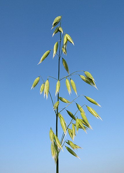 File:Avena sativa II.jpg