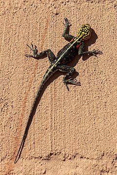 Description de l'image Agama roqueño de Namibia (Agama planiceps), parque nacional de Namib-Naukluft, Namibia, 2018-08-05, DD 82.jpg.