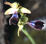 Ophrys atlantica