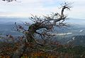 Twigs on a tree in Karawanken of Austria.