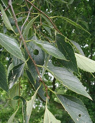 Kaukasisk Nældetræ (Celtis caucasica), fotograferet i Kew Gardens, London.