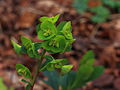 Euphorbia amygdaloides var. robbiae