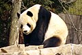 Giant panda (Ailuropoda melanoleuca)