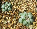 Haworthia emelyae has compact, bulging leaves which are often pink-flecked.